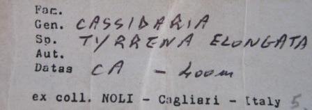 conferma Galeodea rugosa freak